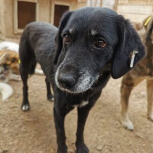 KIPILI (♀) - reserviert Tierhilfe Lebenswert DR - vermittelt 08.11.24