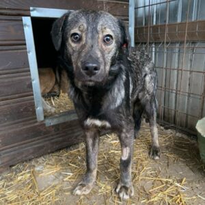 JUCY (♀) - ausgereist zum TST Rösrath (AL)