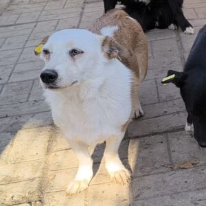 OTTILIE (♀) - vermittelt MD