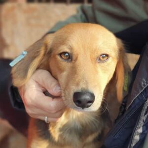 CHARMED - ausgereist zu Vierbeiner in Not