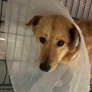 ALVA (♀) - Notfall! - großer Tumor