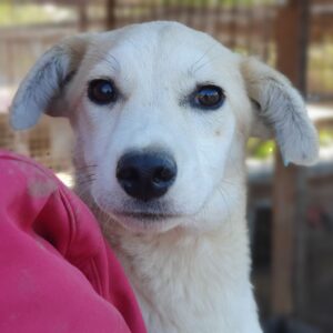 KAWAY ♀ - zu dünn - ausgereist zum TST Rösrath