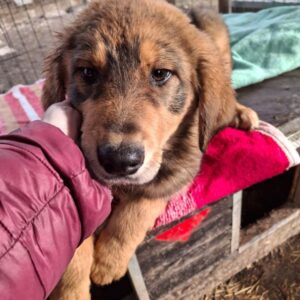 TAYGETA (♀) - ausgereist zu Vierbeiner in Not (AL)