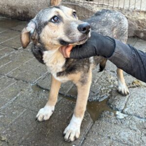 DIANA (♀) - ausgereist zum TST Rösrath (AL)