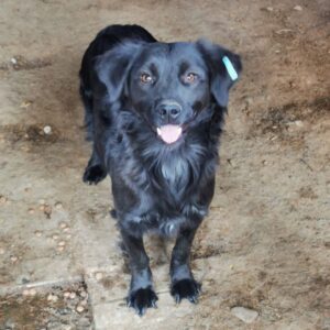 POLLY (♀) - ausgereist zu Vierbeiner in Not