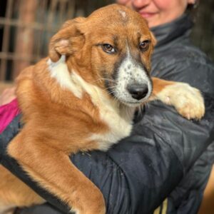 KEENA (♀) - vermittelt MD