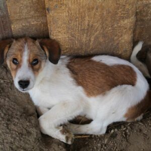 GUNDEL - auf PDR PS im PLZ Bezirk 39 - vermittelt