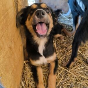 PAULA (♀) - auf PS im PLZ Bereich 66 (JW) - vermittelt