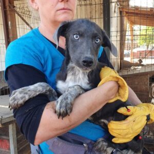 ESPOSITA - auf PDR PS im PLZ Bezirk 57 - vermittelt