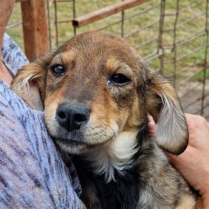 MIKASI - auf PDR PS im PLZ Bezirk 24 - vermittelt