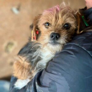 BREA (♀) - ausgereist zum TST Rösrath (AL)