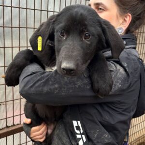 YANKI (♂) - vermittelt MD