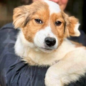 AYOMA (♀) - ausgereist zum TH Filderstadt (AL)