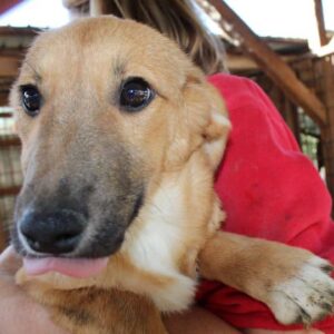 HAASI - vermittelt Kathleen Müller