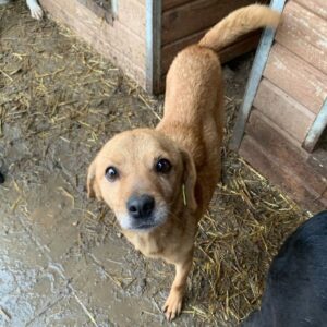 RINAH (♀) - ausgereist zu Step by Paw (AL)