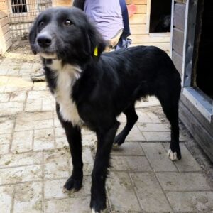 ZUNI (♀) - auf PS im PLZ Bereich 69 - vermittelt