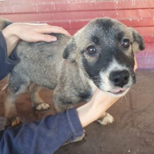 ELEYA - ausgereist zum TH Gifhorn