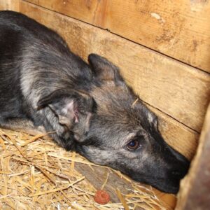 MYLING - auf PDR PS im PLZ Bezirk 53 - vermittelt