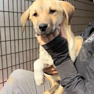 ARENITO (♂) - zu dünn, wird schüchtern, muss dringend raus