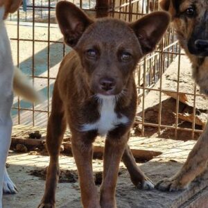 KALEA - ausgereist auf PDR PS im PLZ Bezirk 26 - vermittelt