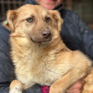 AVELINE (♀) - ausgereist zum TST Rösrath (AL)