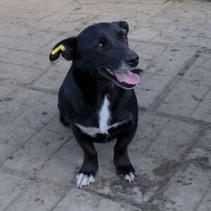 PEA (♀) - ausgereist zu TiNO