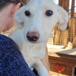 SCHNUFFI - auf PDR PS im PLZ Bezirk 95 - vermittelt