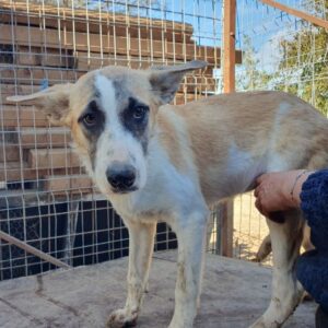 MATA HARI - sollte zeitnah ausreisen - vermittelt Betty