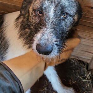 HAMMY (♂) - ausgereist zu Tiere in Not Odenwald e.V. (PM)