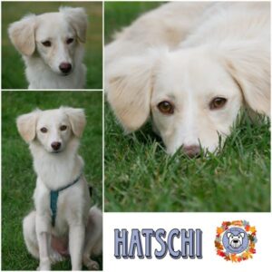 HATSCHI in 21493 Möhnsen - vermittelt