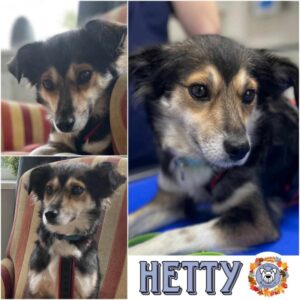 Hetty in 24960 Munkbrarup - vermittelt