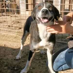 PAULIN (♂) - starker Husten