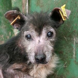 IMALA (♀) - reserviert für PDR Gnadenplatzstelle - vermittelt