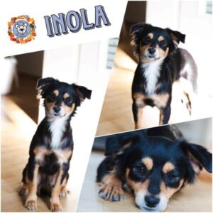 INOLA in 81543 München - vermittelt