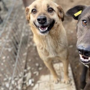 KAIRO - seit 2019 im Shelter - reserviert Tierhilfe Lebenswert DR - vermittelt