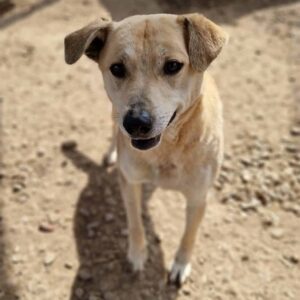 KASIO (♂) - Hautprobleme