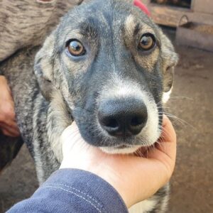 KEO - ausgereist auf PDR PS in PLZ Bezirk 92 - vermittelt