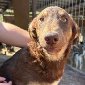 KEONI (♂) - vermittelt MD