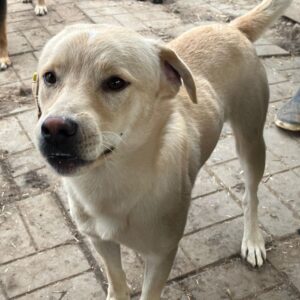 KIBO (♂) - ausgereist zum TST Rösrath (AL)