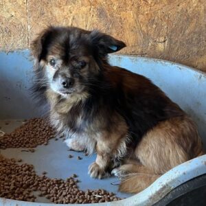 KOWALSKI (♂) - vermittelt LS