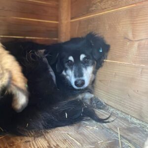 KYSHA (♀) - vermisst 11/24