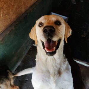 SALOME (♀) - vermittelt MH