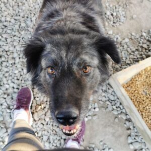 LAYLA (♀) - seel. Notfall - sehnt sich nach ihren Menschen