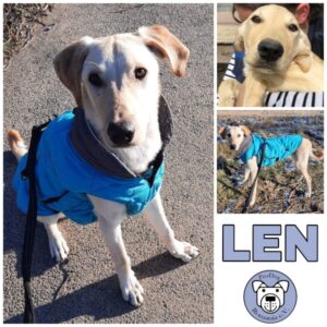 LEN (♂) in 56295 Lonnig