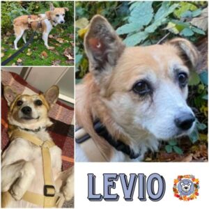 LEVIO (♂) in 32791 Lage - vermittelt