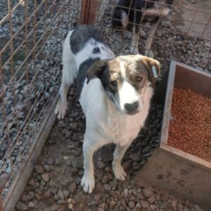 LULUA (♀) - ausgereist zur Tierhilfe Lebenswert DR 10.01.2025