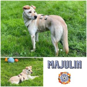 MAJULIN in 44894 Bochum - vermittelt