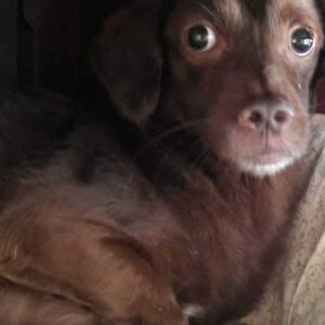 MANELI - auf PDR PS im PLZ Bezirk 18 - vermittelt