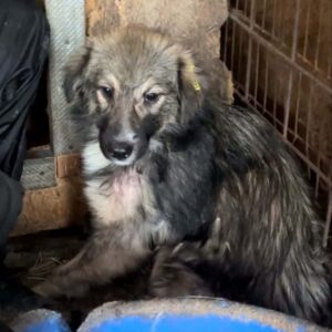 MARKUS (♂) - schon lange zu dünn, Hautprobleme