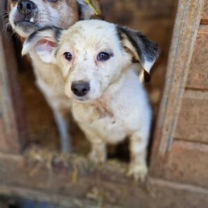 MERLA (♀) - auf PDR PS im PLZ Bezirk 21 - vermittelt